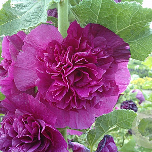 Alcea r. 'Chaters Purple' GM P9