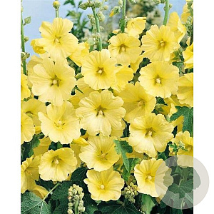 Alcea r. 'Sunshine' GM P9
