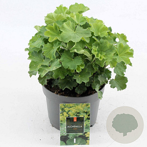 Alchemilla mollis GM 2,0L