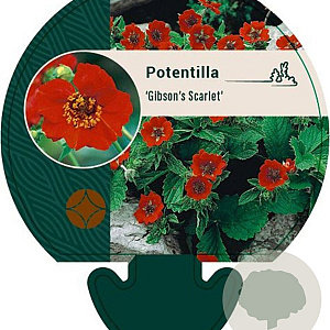 Potentilla 'Gibson's Scarlet' GM P9