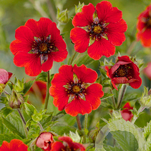 Potentilla 'Gibson's Scarlet' GM P9