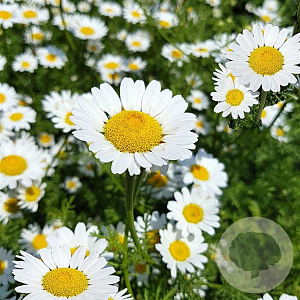 Anacyclus pyrethrum depressus GM P9
