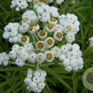 Anaphalis margaritacea yedoensis GM P9