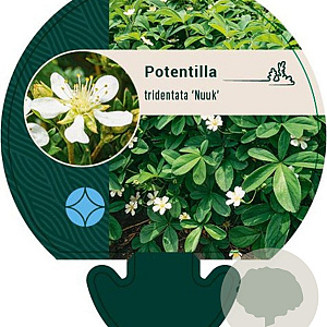 Potentilla tridentata 'Nuuk' GM P9