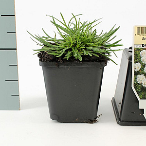 Armeria mar. 'Alba' GM P9