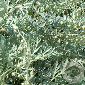 Artemisia abs. 'Lambrook Silver' GM P9