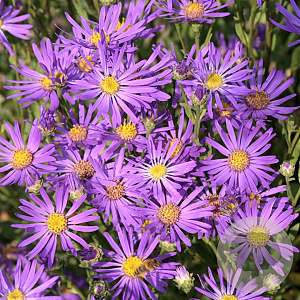 Aster amellus 'Sonora' GM P9