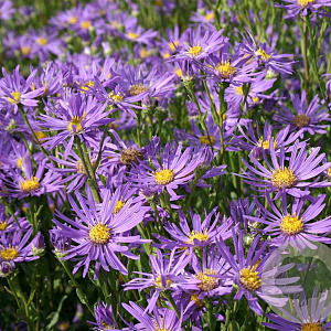 Aster amellus 'Sonora' GM P9