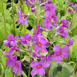 Primula beesiana GM P9