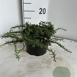 Aster ericoides 'Snowflurry' GM 2,0L