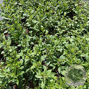 Aster frikartii 'Mönch' GM 2,0L