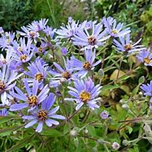 Aster macrophyllus GM P9