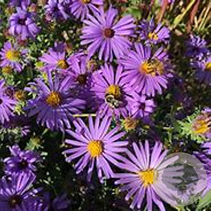 Aster (D) 'Nesthäkchen' GM P9