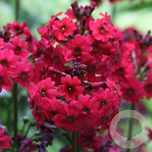 Primula japonica 'Miller's Crimson' GM P9
