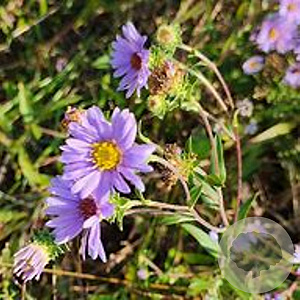 Aster spectabilis 'Macho Blue' GM P9