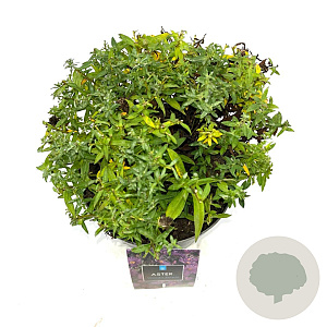 Aster 'Wood's Purple' GM 2,0L