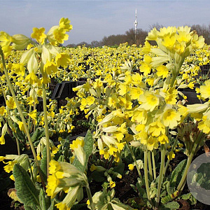Primula veris GM P9