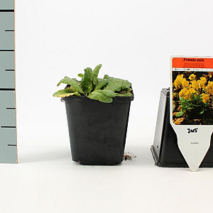 Primula veris GM P9