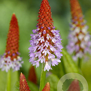 Primula vialii GM P9