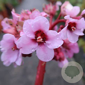 Bergenia 'Memelinks Pride' GM P9