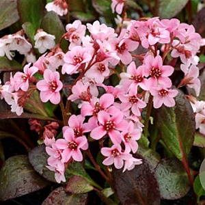 Bergenia 'Pink Dragonfly' GM P9