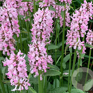 Stachys 'Summer Crush' GM P9