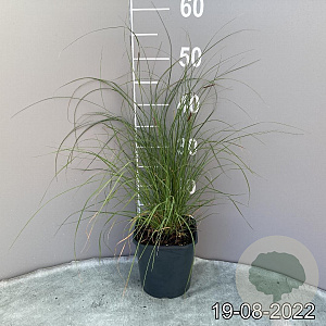 Bouteloua gracilis GM 2,0L