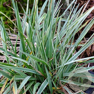 Briza media 'Russells' GM P9