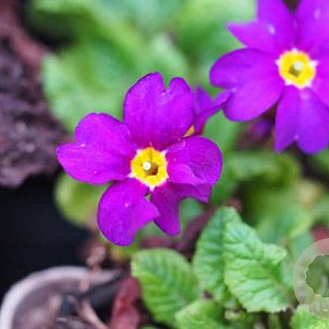 Primula (J) 'Wanda' GM P9