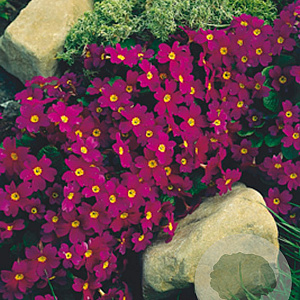 Primula (J) 'Wanda' GM P9