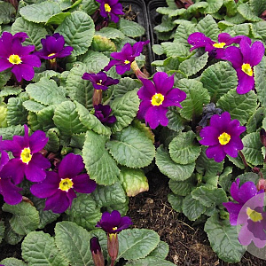 Primula (J) 'Wanda' GM P9