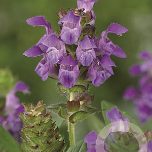 Prunella grandiflora GM P9