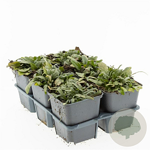 Prunella grandiflora GM P9