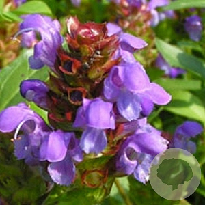 Prunella grandiflora GM P9