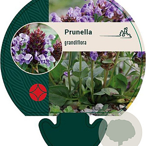 Prunella grandiflora GM P9