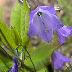 Campanula rotund. 'Olympica' GM P9