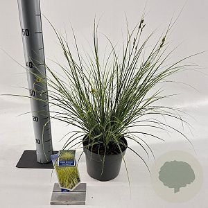 Carex brunnea 'Aureomarginata' 25-30 cm 2,0L