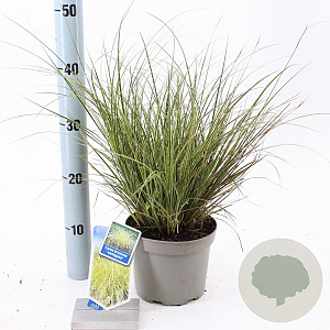 Carex brunnea 'Aureomarginata' 25-30 cm 2,0L