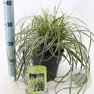 Carex Feather Falls 25-30 cm 3,0L