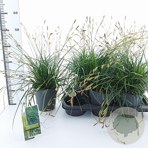 Carex morrowii 20-25 cm 2,0L