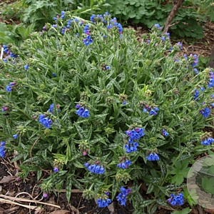 Pulmonaria 'E.B. Anderson' GM P9