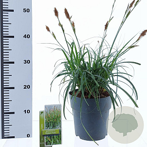 Carex Ribbon Falls 25-30 cm 3,0L