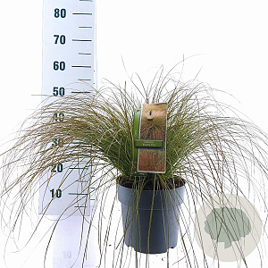 Carex testacea 'Prairie Fire' 30-40 cm 6,5L