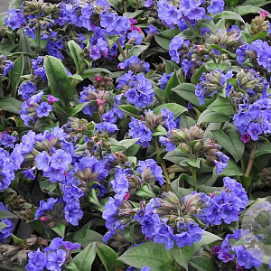 Pulmonaria 'Blue Ensign' GM P9