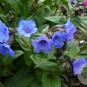 Pulmonaria 'Blue Ensign' GM P9