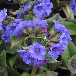 Pulmonaria 'Blue Ensign' GM P9