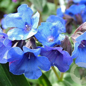 Pulmonaria 'Blue Ensign' GM P9