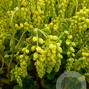 Chiastophyllum oppositifolium GM P9