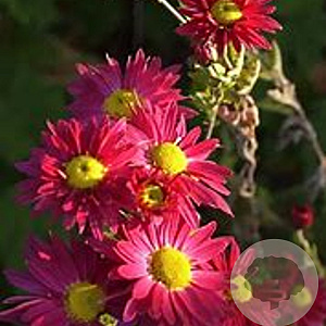 Chrysanthemum 'Oury' GM P9