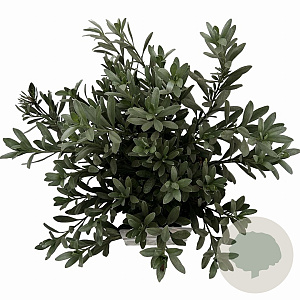 Convolvulus cneorum 20-25 cm P17